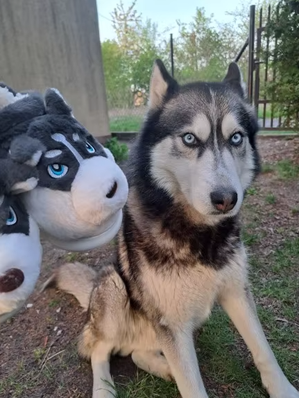 Cozy Wolfy Slippers by Harlow